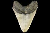 Fossil Megalodon Tooth - North Carolina #109787-2